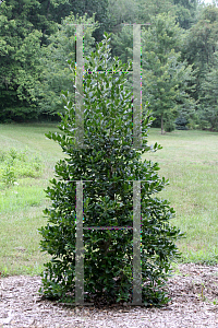 Picture of Ilex  'Nellie R. Stevens'