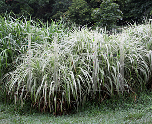 Picture of Miscanthus sinensis 'Cosmopolitan'