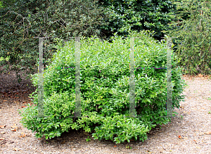 Picture of Ilex verticillata 'Red Sprite'