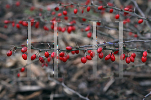 Picture of Berberis thunbergii 'Red Carpet'