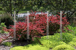 Picture of Berberis thunbergii 'Red Carpet'