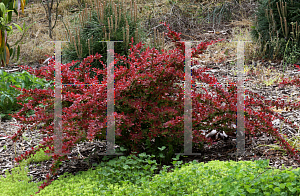 Picture of Berberis thunbergii 'Red Carpet'