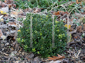 Picture of Buxus microphylla var. japonica 'Morris Midget'