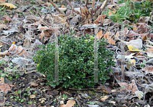 Picture of Buxus microphylla var. japonica 'Morris Midget'