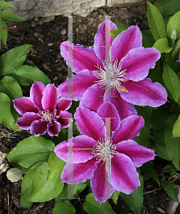 Picture of Clematis (z)(Patens Group) 'Doctor Ruppel'