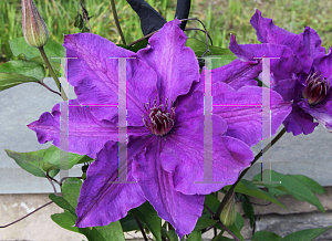 Picture of Clematis (z)(Patens Group) 'The President'