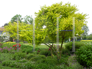 Picture of Duranta erecta 'Golden Edge'