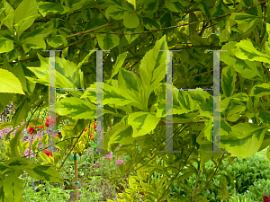 Picture of Duranta erecta 'Golden Edge'