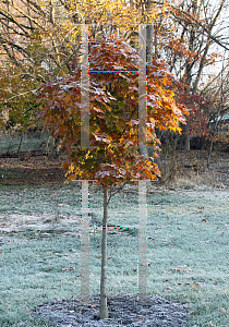 Picture of Acer rubrum 'Franksred (Red Sunset)'