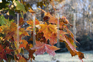 Picture of Acer rubrum 'Franksred (Red Sunset)'