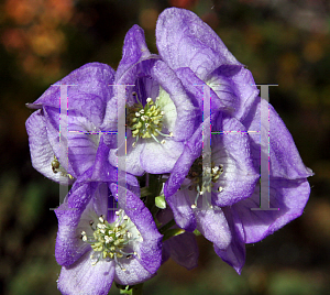 Picture of Aconitum napellus 