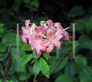 Picture of Rhododendron (subgenus Azalea) 'Weston's Popsicle'