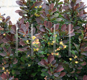 Picture of Berberis thunbergii 'Royal Burgundy'