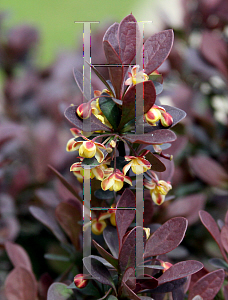 Picture of Berberis thunbergii 'Royal Burgundy'