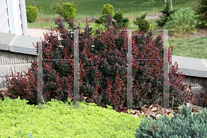 Picture of Berberis thunbergii 'Royal Burgundy'