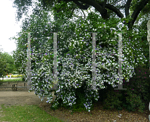 Picture of Brunfelsia pauciflora 