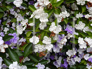 Picture of Brunfelsia pauciflora 