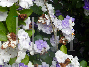 Picture of Brunfelsia pauciflora 