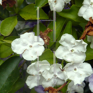 Picture of Brunfelsia pauciflora 