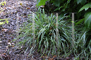 Picture of Carex laxiculmis 'Hobb (Bunny Blue)'