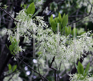 Picture of Chionanthus virginicus 