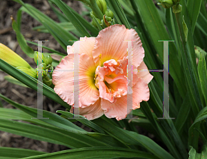 Picture of Hemerocallis  'Siloam Double Classic'