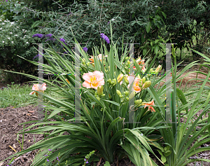 Picture of Hemerocallis  'Siloam Double Classic'