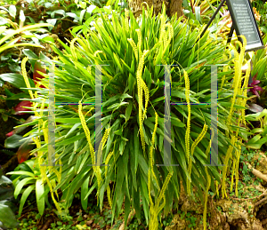 Picture of Dendrochilum filiforme 