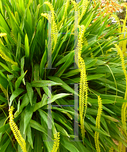 Picture of Dendrochilum filiforme 