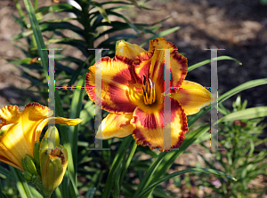 Picture of Hemerocallis  'VT Spirit'