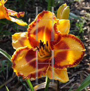 Picture of Hemerocallis  'VT Spirit'