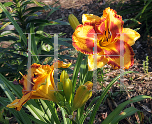 Picture of Hemerocallis  'VT Spirit'