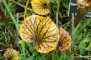 Picture of Sarracenia flava var. rubricorpora 