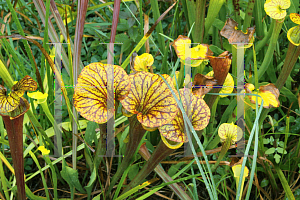 Picture of Sarracenia flava var. rubricorpora 