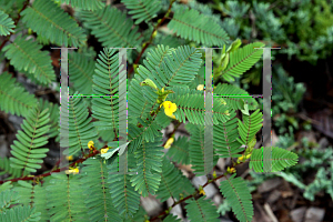 Picture of Chamaecrista fasciculata 