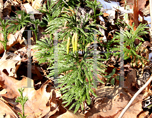 Picture of Lycopodium digitatum 