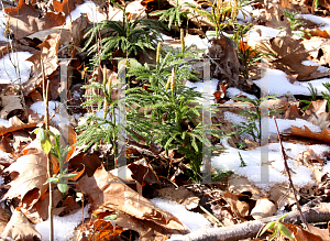 Picture of Lycopodium digitatum 