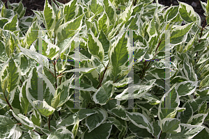 Picture of Cornus alba 'Bailhalo (Ivory Halo)'