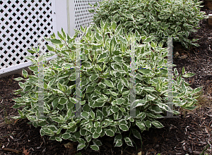 Picture of Cornus alba 'Bailhalo (Ivory Halo)'