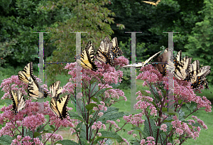 Picture of Eupatorium dubium 'Little Joe'