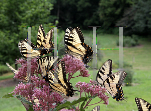 Picture of Eupatorium dubium 'Little Joe'