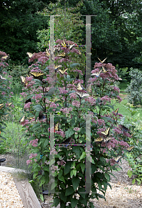 Picture of Eupatorium dubium 'Little Joe'