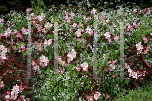 Picture of Begonia semperflorens-cultorum hybrids 