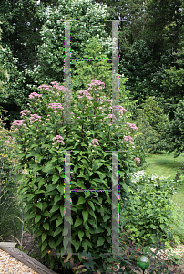 Picture of Eupatorium dubium 'Little Joe'