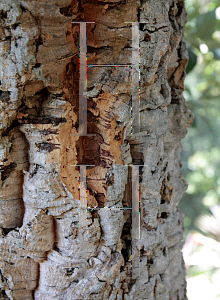 Picture of Quercus suber 