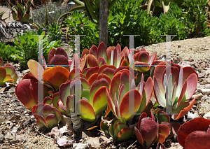 Picture of Kalanchoe luciae 