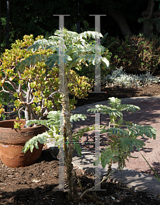 Picture of Melianthus major 