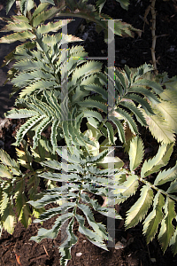 Picture of Melianthus major 