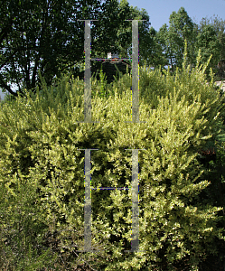 Picture of Myrtus communis 'Variegata'