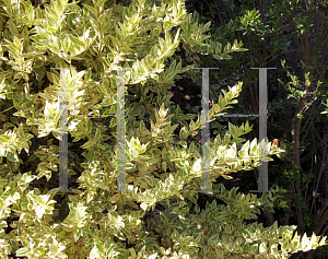 Picture of Myrtus communis 'Variegata'